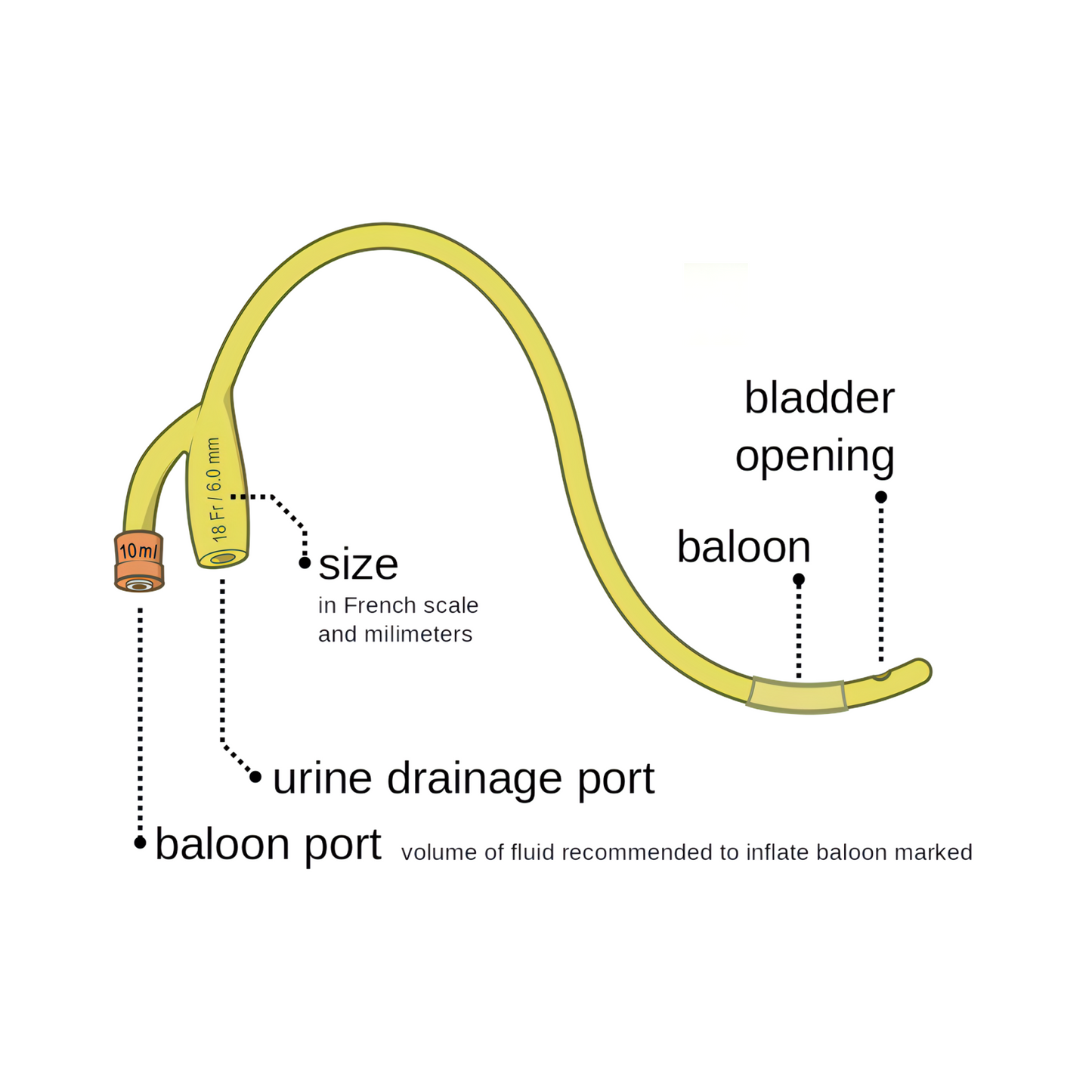 Bardia® Sonda Foley Latex 2 vías